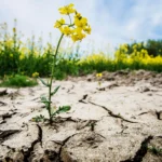طريقة كيونت لمكافحة التصحر والجفاف في اليوم العالمي يوم التصحر