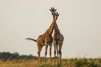 lieux uniques pour des vacances en famille dans le Limpopo, en Afrique du Sud 